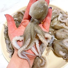 냉동 급냉 알쭈꾸미 알배기 쭈꾸미, 2개, 1kg(8-15미)