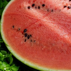 [명품청과] 과즙 폭발 겨울에 수박, 1개, 5~6kg