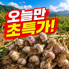 [50박스한정초특가] 2026년산 통마늘 국내산 햇마늘, 1박스, 1kg