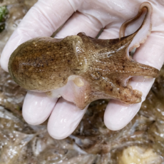 [당일조업] 생물 서해안 활 쭈꾸미 알쭈꾸미, 1세트, 2kg