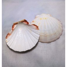 소품 스타일 가리비 껍질 10센치 내외 조개껍질 소라껍질, 1개