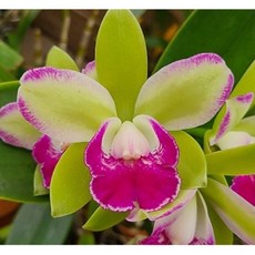 [신라난농원]카틀레야 빌리지 치프 노스.Rlc.Vallage Chief north.특대품.토분.꽃대없음.예쁜색.화려한색.(그린색바탕에붉은립프).인기상품.고급종.필독뒷사진참고, 1개