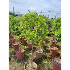 霏霏園藝蕾絲金露花8吋盆栽 花型優美易於照料 特價1400元 點綴您的居家空間, 1個