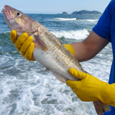 [싱싱이네] 국내산 급냉 생 대구, 1개, 2KG