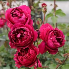 秋日胭脂 Autumn Rouge 食用玫瑰花 灌木 中輪 強香 杯型 四季開 抗病性佳 適合新手, 3-4吋盆