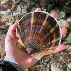 [뚱보수산]가리비 국산 일본산 참가리비 대왕조개 조개구이 kg 14~18미, 1개, 일본산 1kg(14~18미)