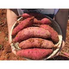 고당도 해남 꿀고구마 당일수확 산지직송 다이어트 간식용, 3kg (중상), 1박스