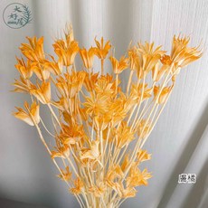 大好屋 木百合乾燥花 一束50朵裝 適合玻璃花盅花罩盆花插花DIY, 八角【膚橘】大束裝