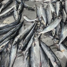 당일조업 자연산 제주 손질 삼치, 1박스, 급냉 300g 내외 (1미)