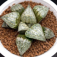 Bob’s Red X 惑星頻率 701-23 膠帶 黏性強 適用多種材質, 1個