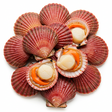 [도착보장] 통영 (고성) 명품 홍가리비 깨끗한 세척, 1개, 1kg