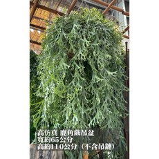 高仿真 鹿角蕨吊盆, 1個, 仿真鹿角蕨吊盆一組