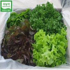 유러피안 샐러드 쌈 버터헤드 채소 야채 유럽 버터헤드 상추 채소 야채 1kg 싱싱봉봉 봉봉채소농장 무농약 인증 [원산지:국산(전라남도 고흥군)], 1개