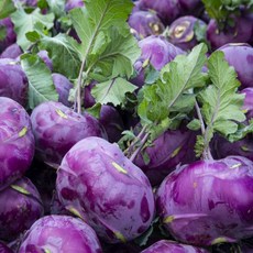 [농장직송] 제주 콜라비 13브릭스 콜리브리 못난이, 3kg, 1개