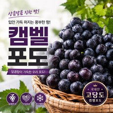 출하특가 산지직송 고당도 캠벨포도, 1개, 1kg (상)