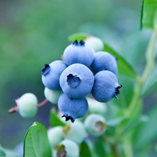 (냉동X) 슈퍼푸드 달콤한 칠레 생생 블루베리 왕특, 1세트, 칠레블루베리 125g * 7팩 (개당 18mm)