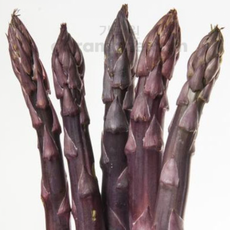 자색 아스파라거스 씨앗 pupple asparagus seed 40립, 1개
