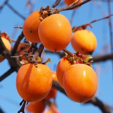 [충북농원] 둥시 감 감나무 묘목 - 1년생 접목묘, 4. 접목/1년생/특묘, 1개