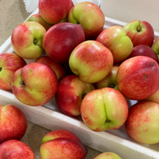 국내산) 고당도 신비복숭아 제철과일복숭아 신선복숭아, 1개, 2kg (대과/15-17과)