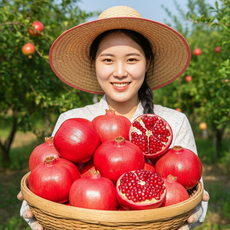 [프리미엄등급] 탱글탱글 과즙 가득한 석류 생과, 1개, 대과 2.5kg (5~6과)