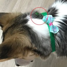 고양이 강아지 버클고정 작은 방울 목줄, 토끼