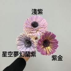 花藝夢 百日菊索拉 6公分 乾燥花/永生花/不凋花/擴香花/畢業花束 (整把十支), 星空夢幻藍紫