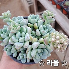다육식물 예쁜 국민다육이 공기정화, 2번 [라울]중품