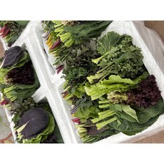 쌈채소모둠 20종 클로렐라 재배 | 양주농부 신선 샐러드채소 600g~1.2kg, 클로렐라쌈채소 800g, 1박스