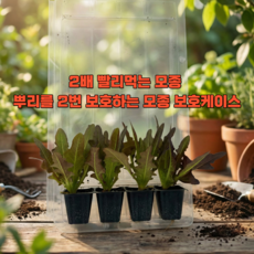 잘안죽는 초보자용 부드러운 적오크 쌈 샐러드용 상추모종 조촌육묘장, 24개