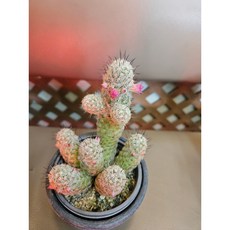 팅커벨 은사선인장, 1개