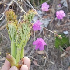 대관령 자연산 참두릅 첫 순 500g 1kg 예약판매 4월15일 순차적 발송, 1개