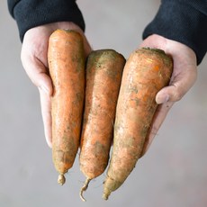 [입점 특가] 제주 구좌 햇 당근 국내산 제주산 흙 당근, 1개, 특 3kg