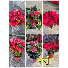 霏霏園藝 聖誕紅 5吋盆, 1個