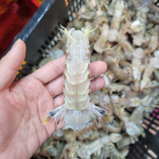 방금 조업한 갯가재 가재 털치 딱새 급냉, 1박스, 생물 갯가재 1kg (20미 내외)