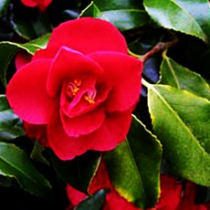 허브야 닷컴 동백오일 프리미엄 100ml, 1개