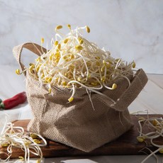 건담농수산 국산 무농약 지하암반수 곱슬이 산소 콩나물, 2kg, 2kg