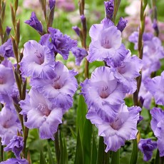 글라디올러스 밀카(milka), 3개