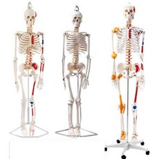 전신 뼈모형 해골 인체모형 근육표시 스탠드 교육용, 85cm 전신 근육(척추신경 미표시), 1개