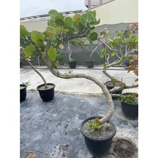 花花世界 美型海葡萄樹 1.2-1.4尺盆/高100-180cm, 1個, 擇優出貨