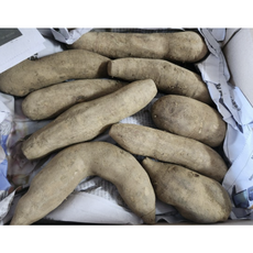 국산 신선한 못난이레드 야콘 5kg 1kg 햇야콘 부러지고 갈라진 못난이 콘은야콘 보라야콘 모라도야콘 고구마야콘 땅속의 배 섬유질 풍부 다이어트 변비 생식 야콘즙 토종야콘 레드야콘, 1개, 10kg
