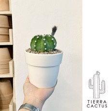 사랑스러운 도트무늬 동구리 단모환 선인장 - 화분 2type, 화이트링세라믹(받침포함), 1개