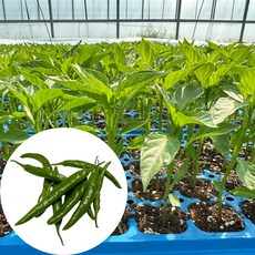 새마을총각 롱그린 풋고추모종 아삭이고추, 2개