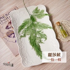 大地農園 麗莎蕨 兔腳蕨 乾燥花材, 【永生麗莎蕨】,一份一枝