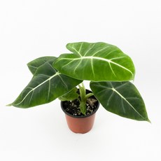 글라스가든 알로카시아 프라이덱 소품 수경재배 수중 실내공기정화 키우기 쉬운 식물 키우기, 5개