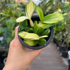 단정학 미니 석곡 동양란 난초 광명IC화훼유통, 1개