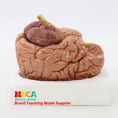 뇌 해부학 모형 반구 오른쪽 뇌구조 의료 교육장비 조립식 모델, 인체 분할 8파트 1 1 뇌 (MDN005)