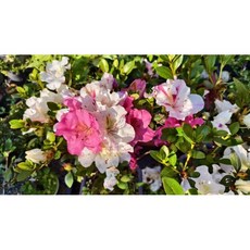 小樹安每 日本皋月（一生之春）旅遊書：深度文化體驗，感受一生之春的感動