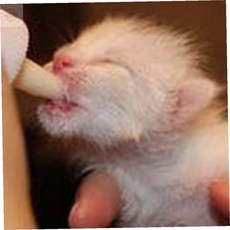 진정3호 헬로도기 젖병세트 애견젖병