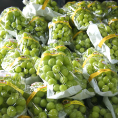 탐미 영주 샤인머스켓 고당도 청포도 산지직송 국내산 가정용 선물용, 1개, 2kg