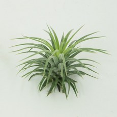 대성식물 틸란드시아 이오난사 중형, 1개